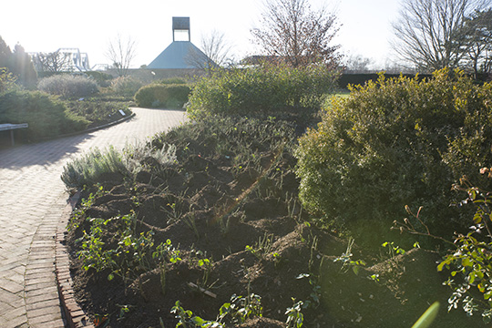 View 1: The Rose Garden in winter