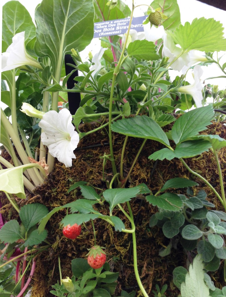 Strawberry in Hanging Basket My Chicago Botanic Garden