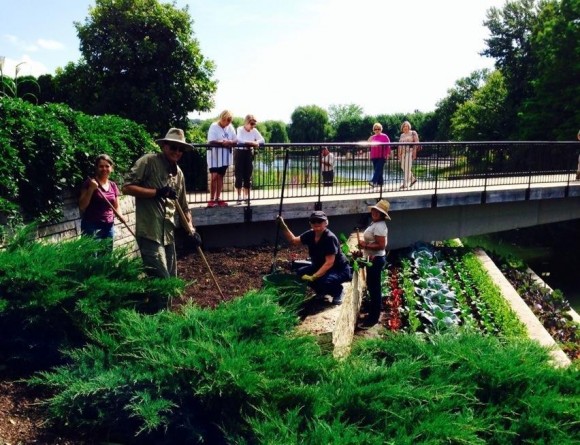 PHOTO: Staff and volunteers plant the Fruit & Vegetable Garden terraces with fall season crops.