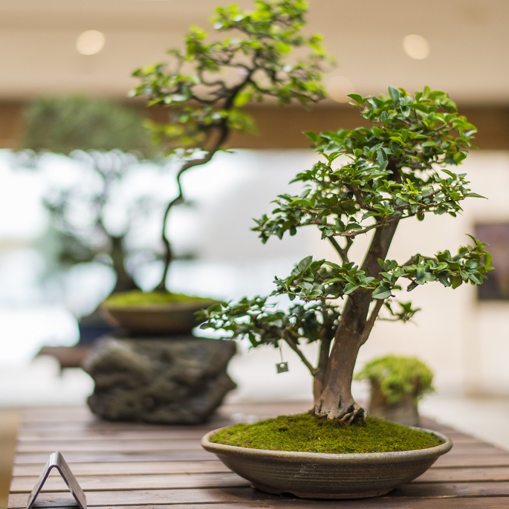 bonsai technique My Chicago Botanic Garden