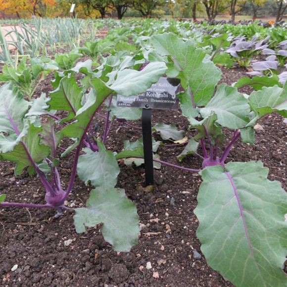 Young kohlrabi plants bordered by onions on the Fruit & Vegetable island.