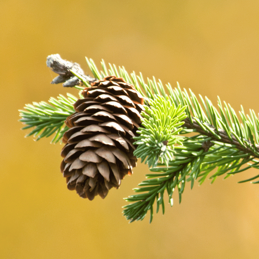 Picea abies acrocona (Norway spruce) – My Chicago Botanic Garden