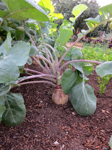 Rutabega in the garden.