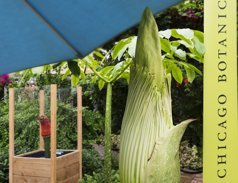 Ten Things to Know About Corpse Flowers My Chicago