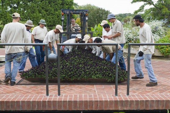 PHOTO: A team of 12 people (and a forklift driver) place a panel in the Heritage Garden.