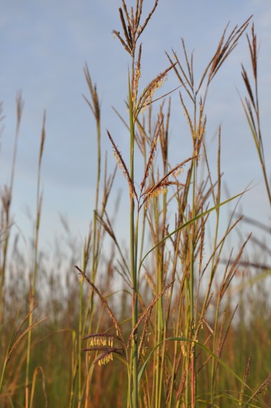 Little bluestem grass in seed.