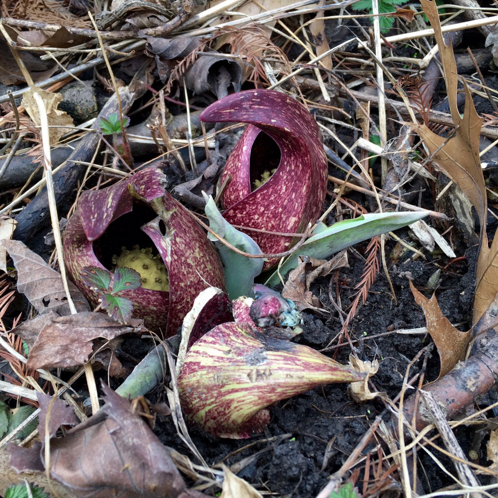 skunk cabbage My Chicago Botanic Garden