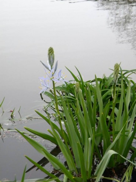 PHOTO: Camassia leichtlinii blooming though flooded.