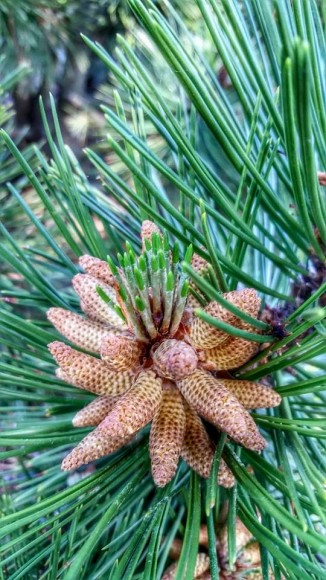 PHOTO: Male cones on Pinus leucodermis.