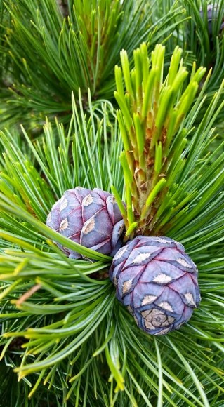 PHOTO: Pinus cembra 'Blue Mound'.
