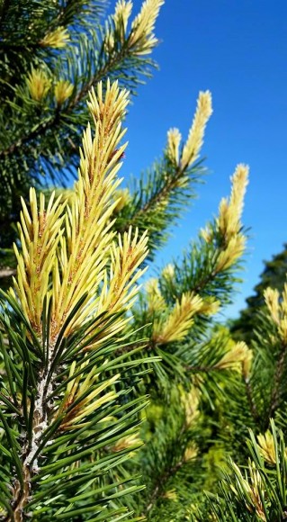 PHOTO: Pinus contorta 'Taylor's Sunburst'.