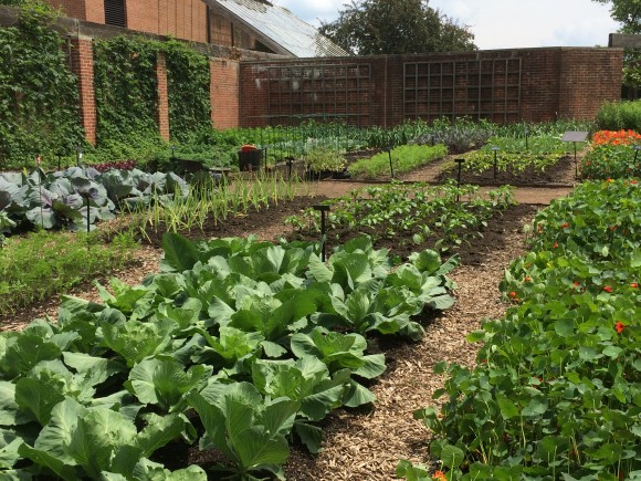 PHOTO: A view of the heirloom seed beds in the Fruit & Vegetable Garden.