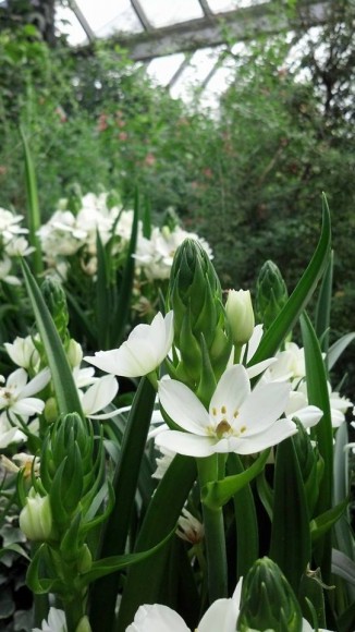 PHOTO: The white, lily-like blooms of Star-of-Bethlehem.