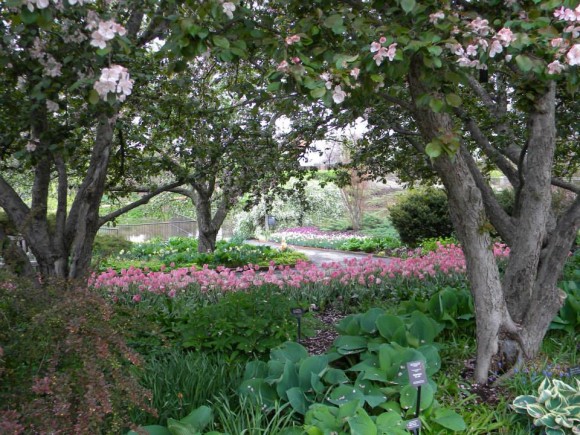 PHOTO: Sweeps of tulips line the winding paths of the bulb garden.