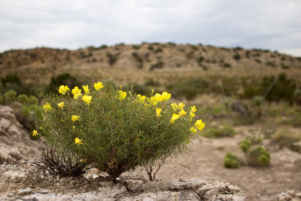 PHOTO: Evening primrose in bloom on the plains of New Mexico.