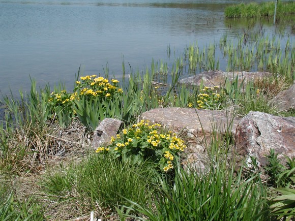 PHOTO: Marsh marigol (Caltha palustris) in bloom along the shoreline.