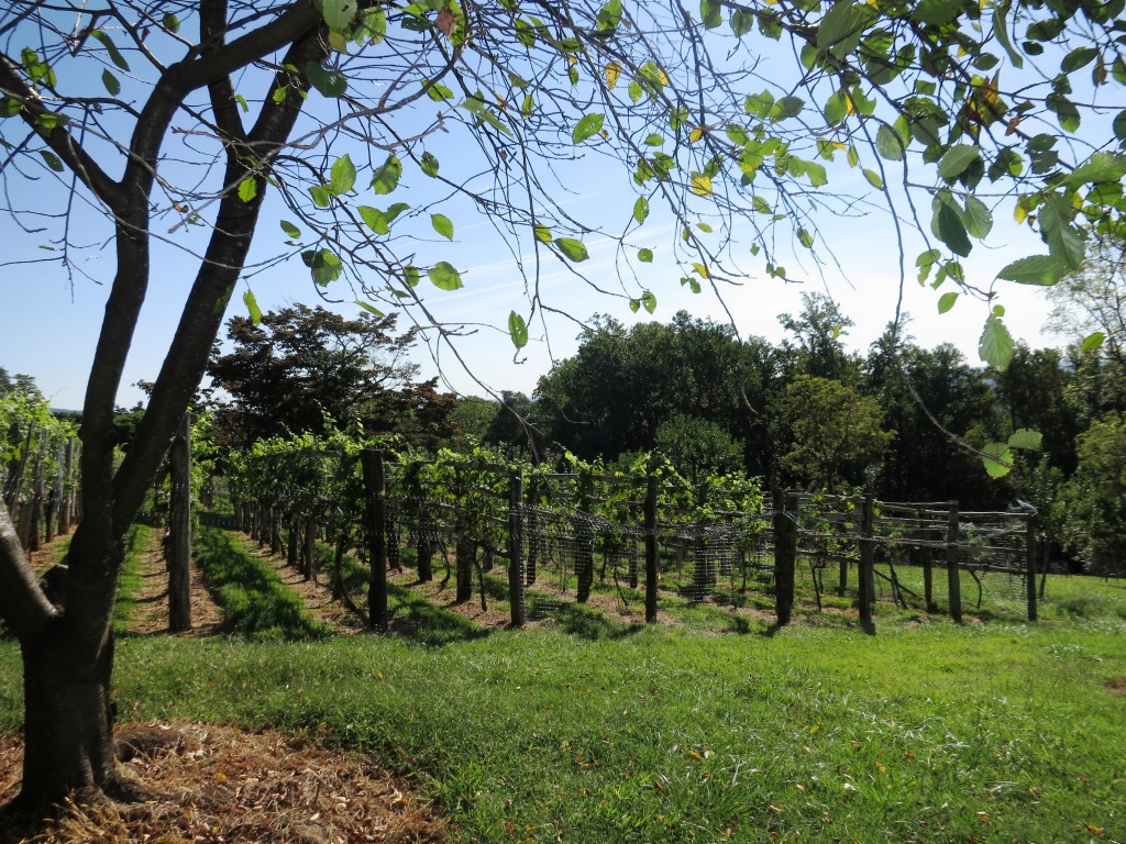 PHOTO: Grapes in the orchards at Monticello.