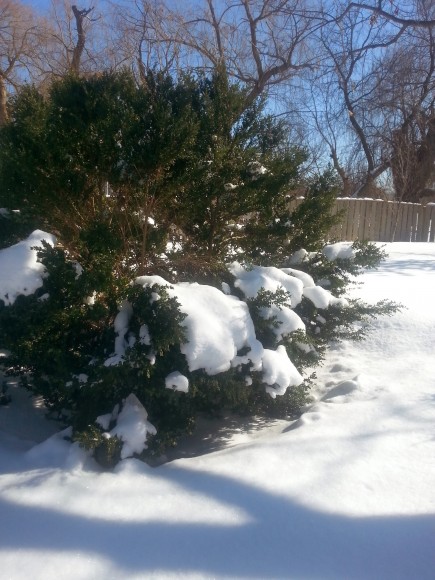 PHOTO: Boxwood in winter; its branches weighted down with snow.