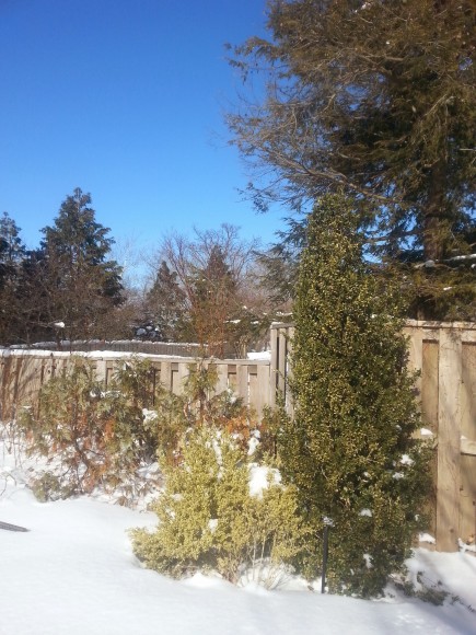 PHOTO: Boxwood and hemlock trees against a fence in winter.