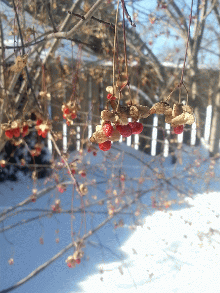PHOTO: Closeup of bright red, raisiny eastern wahoo berries.