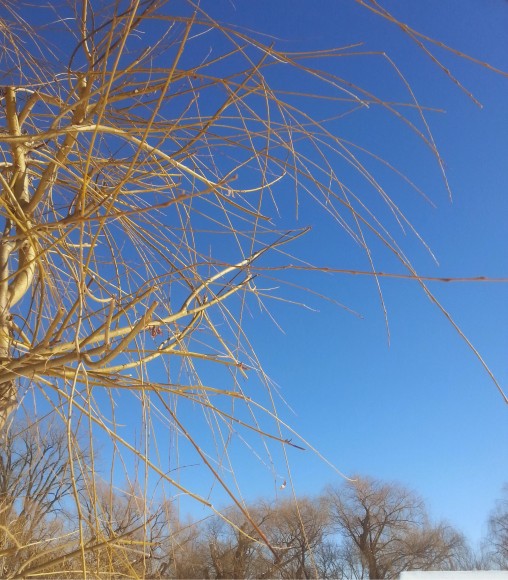 PHOTO: Bare, yellow willow branches against a blue sky.