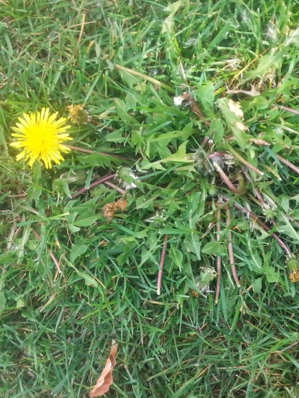 PHOTO: Dandelion blooming in the lawn.