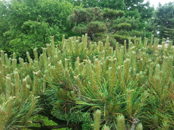 PHOTO: Uncandled new growth on the Japanese Garden pine trees.
