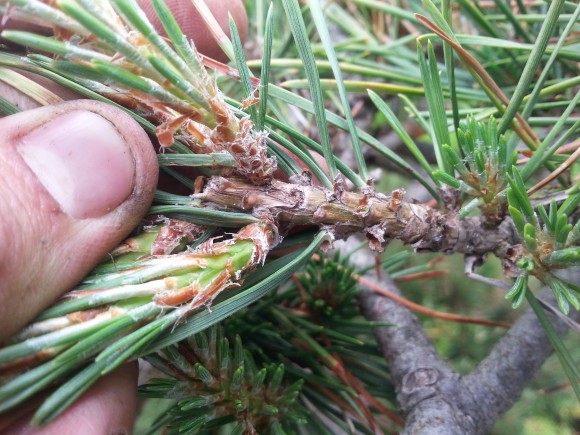 PHOTO: Closeup of the tip of a pine branch, showing new growth.