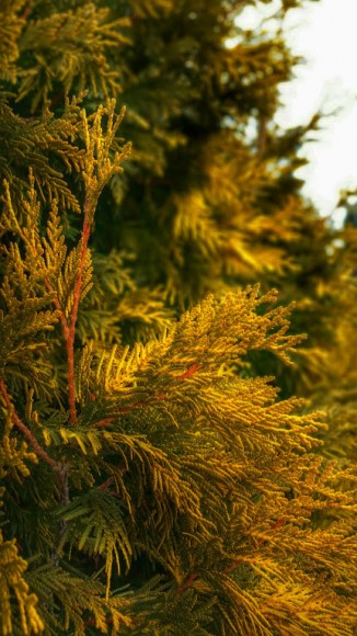 PHOTO: The yellow foliage of this Thuja occidentalis 'Yellow Ribbons' brightens up dreary winter days.