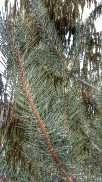 PHOTO: Pinus sosnowskyi.