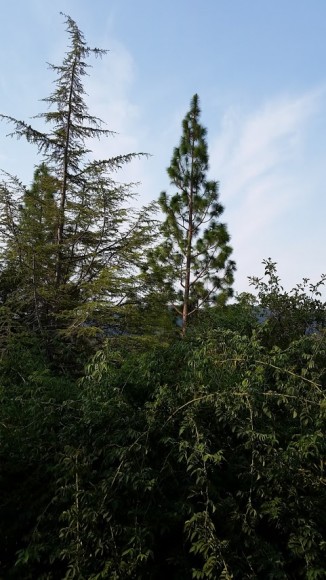 PHOTO: Pinus roxburghii.