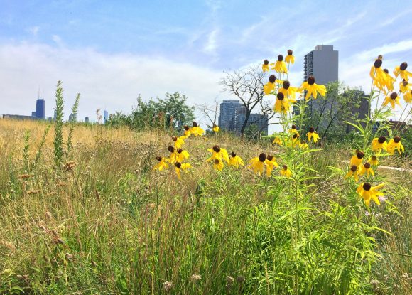 Two prairie species in Dr. Ksiazek-Mikenas' experimental plots blooming on a green roof on the Peggy Notebaert Nature Museum in Chicago