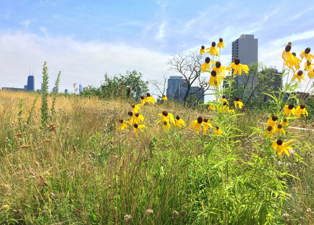 Two prairie species in my experimental plots blooming on a green roof on the Peggy Notebaert Nature Museum in Chicago