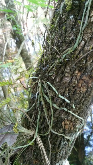 Epiphytic ghost orchid roots cling to pond apple tree. Photo @ Lynnaun Johnson