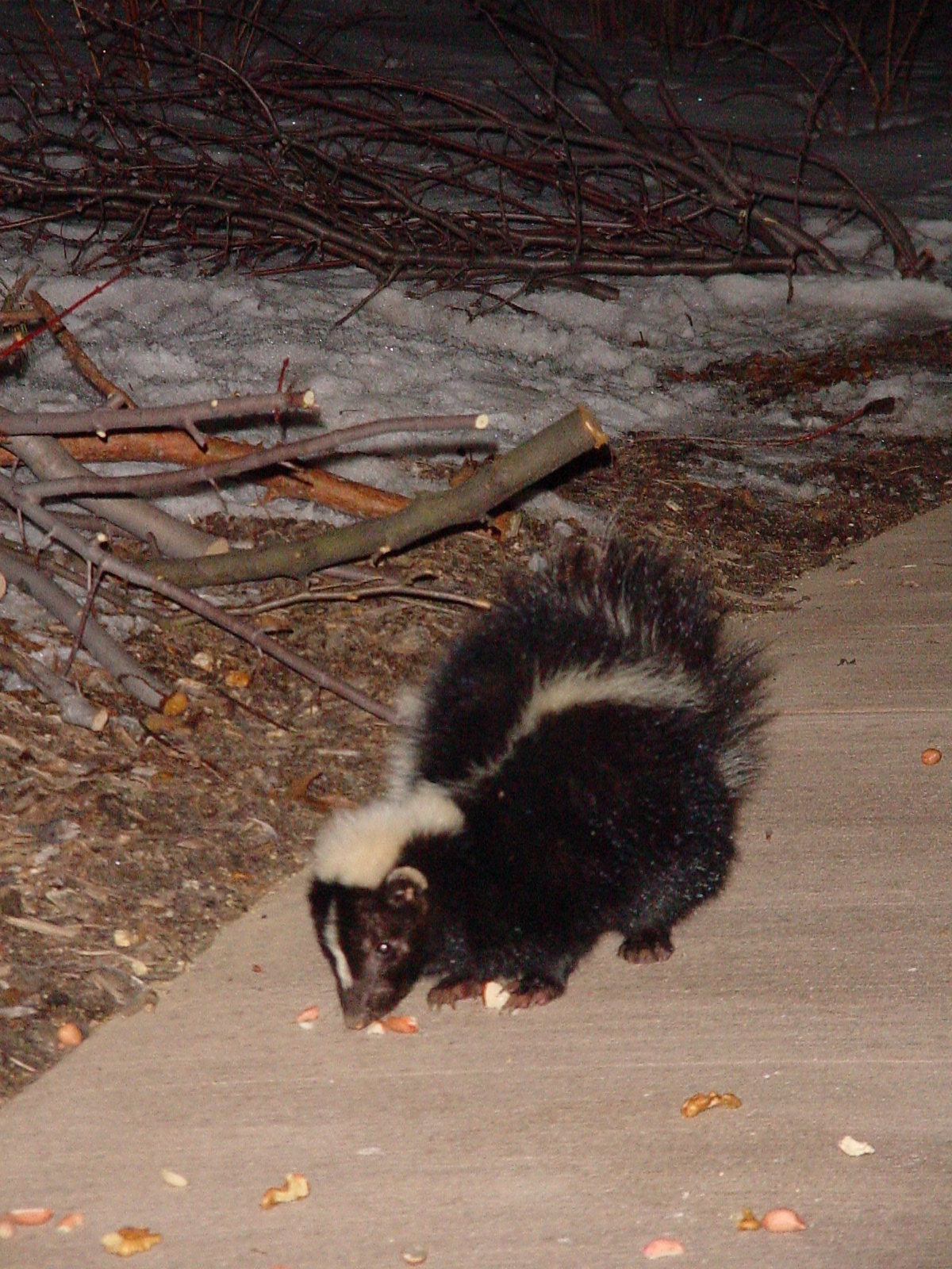 PHOTO: A small skunk is feeding on squirrel corn on a dark winter evening.