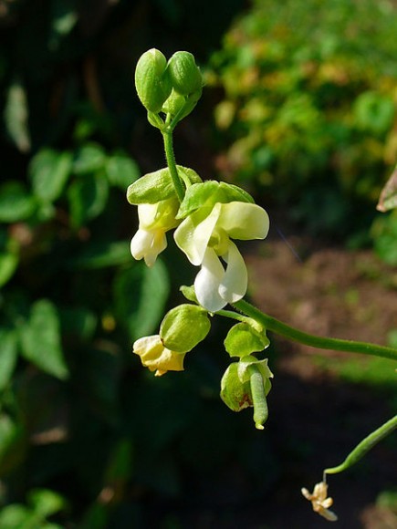 PHOTO: Beans in flower