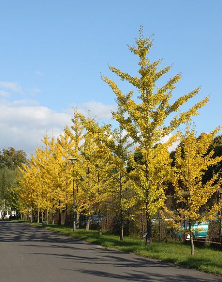 PHOTO: Ginkgo trees planted along a street.