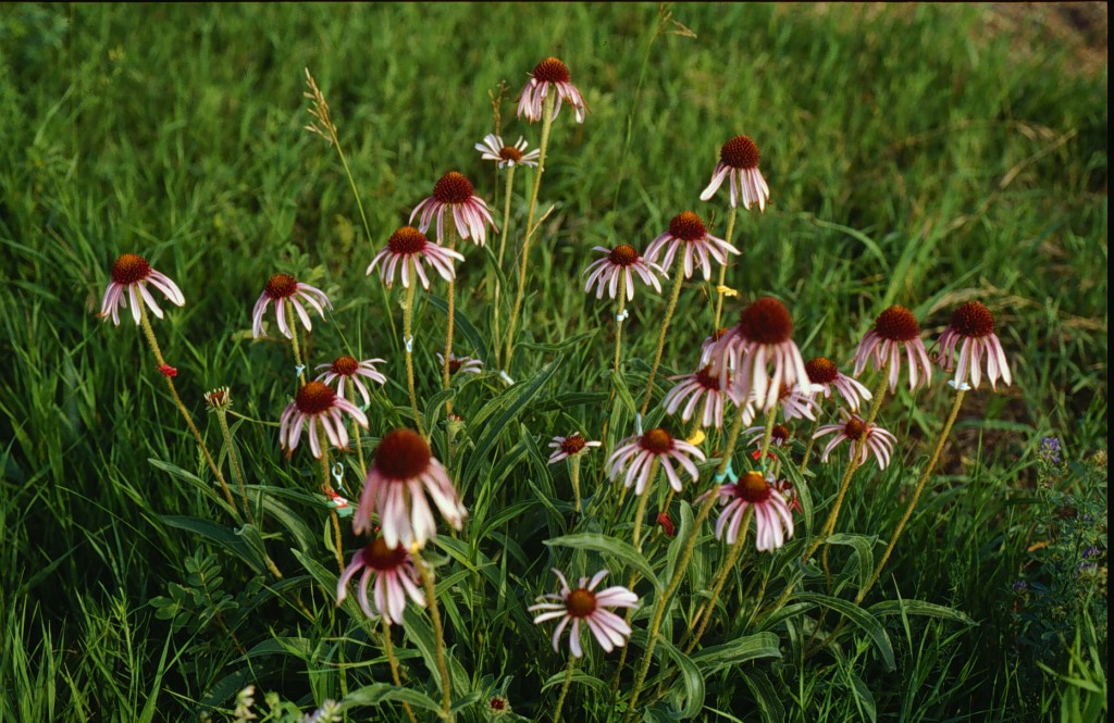 purple coneflower leaf