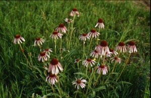 Despite having been scraped by a snowplow the prior year, this roadside Echinacea angustifolia plant bore the most heads seen during a long-term study. 