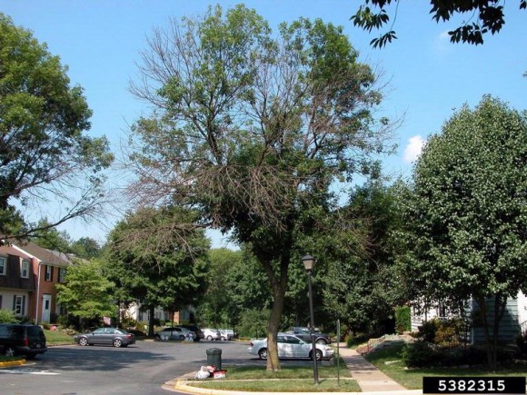 PHOTO: A neighborhood ash tree with huge gaps in foliage, caused by dieoff from borer damage.