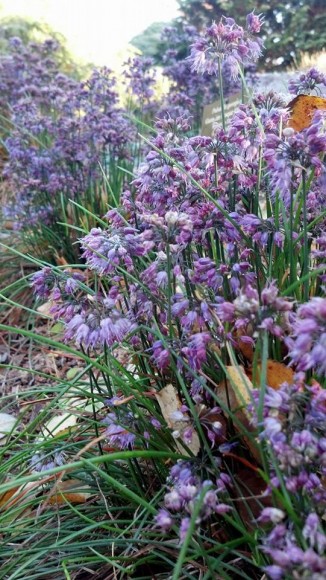 PHOTO: Purple fall onions blooming in the Garden.