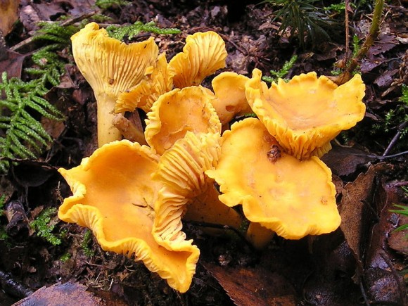 PHOTO: Chantarelle mushrooms (Cantharellus cibarius)