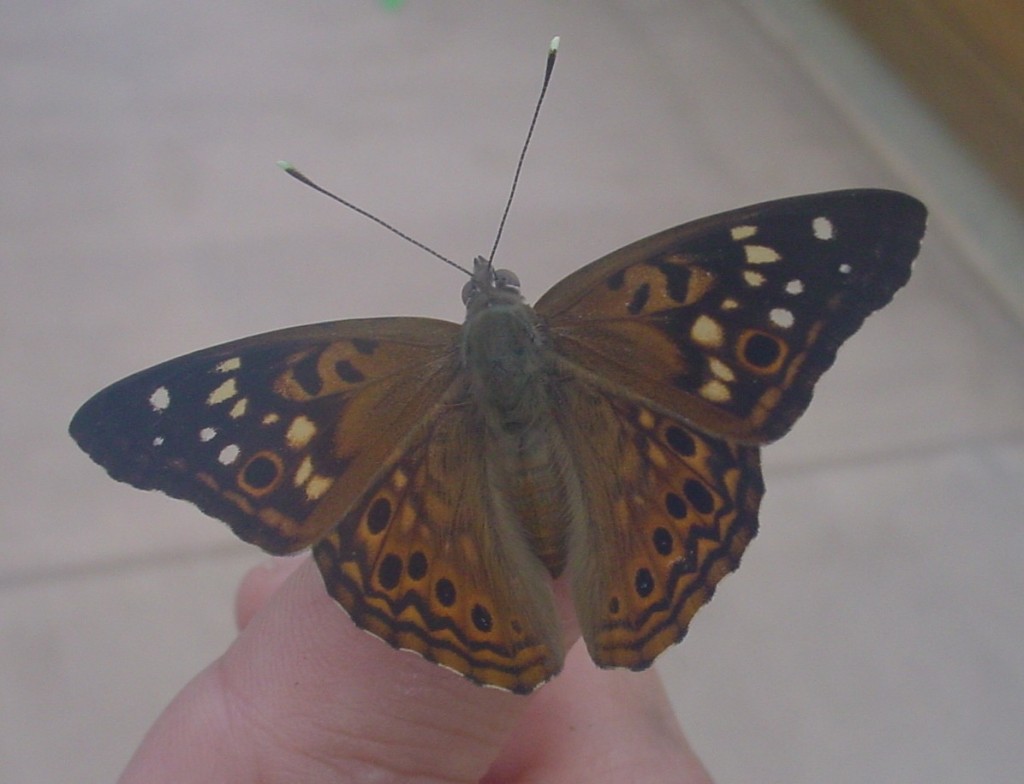PHOTO: Hackberry emperor butterly shown with its characteristic pattern of black and white stripes against brownish orange background.