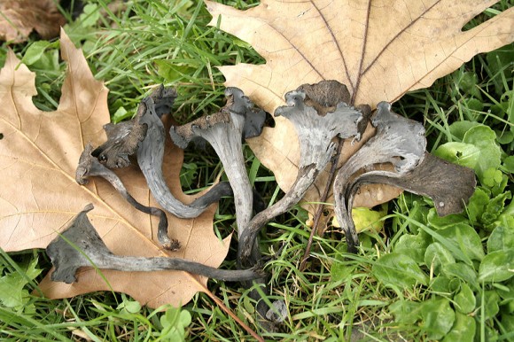 PHOTO: Black trumpet mushrooms (Craterellus cornucopioides)
