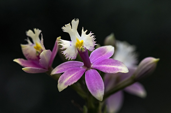 Capturing the Beauty of Orchids: Tips for Photographing Them