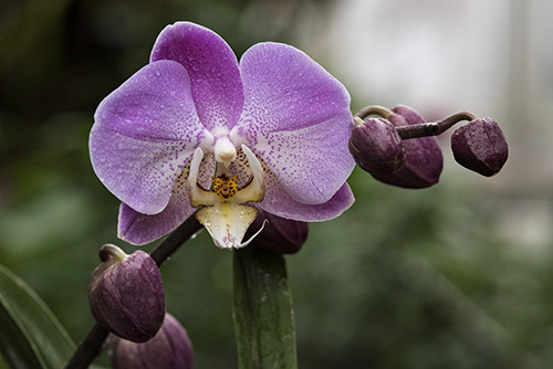 PHOTO: Orchid.