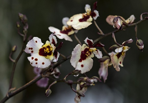 PHOTO: Orchids.
