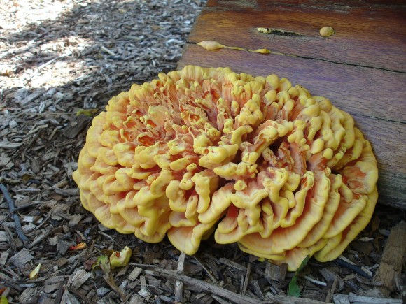 PHOTO: Laetiporus sulphureus fungus, or "Chicken of the Woods".