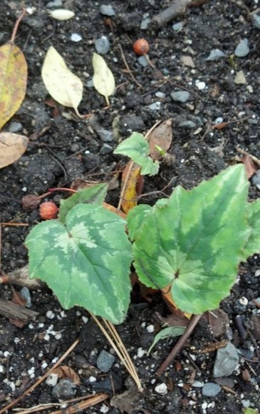 PHOTO: Cyclamen leaves emerge from the ground in spring.