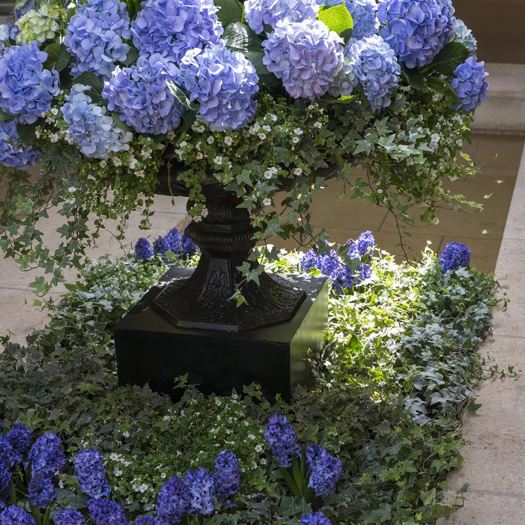 PHOTO: Blue hydrangea planter by Craig Bergmann Landscape Design.